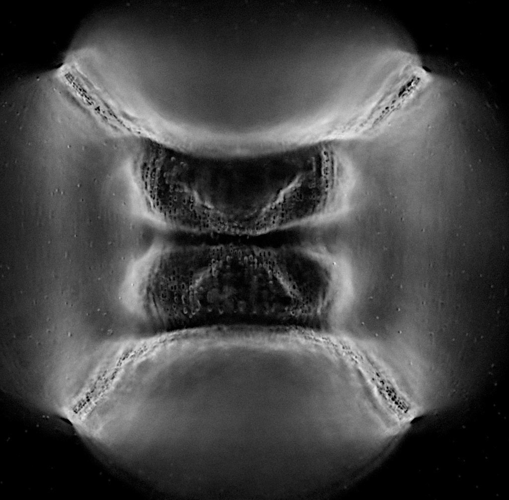 Diatomee Dunkelfeld 50er Leitz NPL Fluotar 1,0. DSC_9848 1024.JPG
