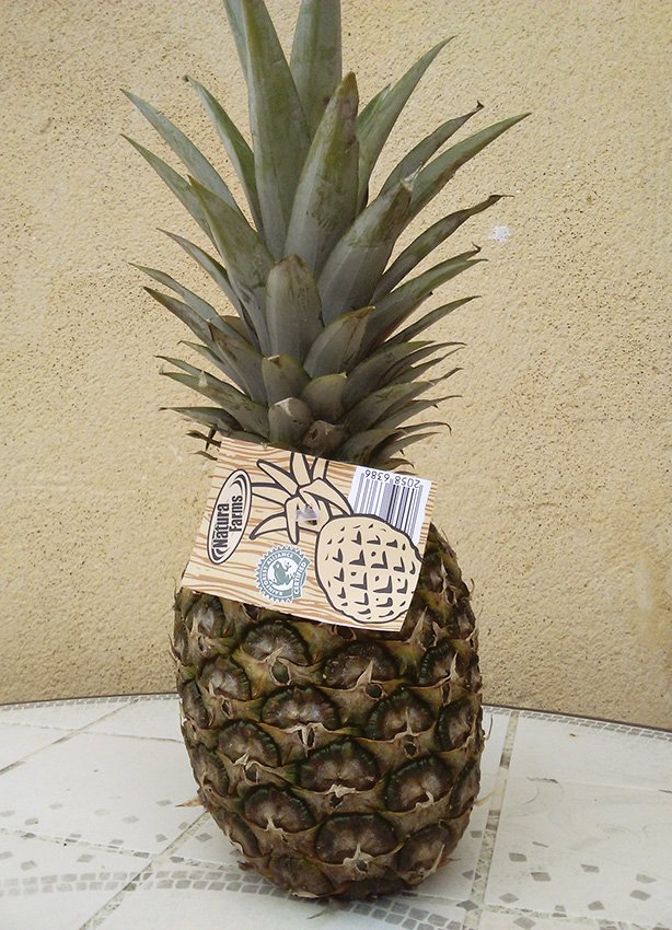 costarican pineapple.jpg