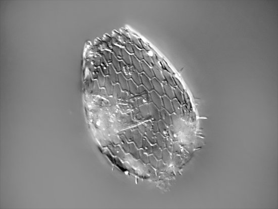 Euglypha ciliata 55µm.jpg