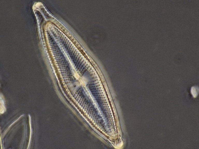 (2) Two separate diatoms or one. Stack of 5. 100X PC. Cropped.jpg