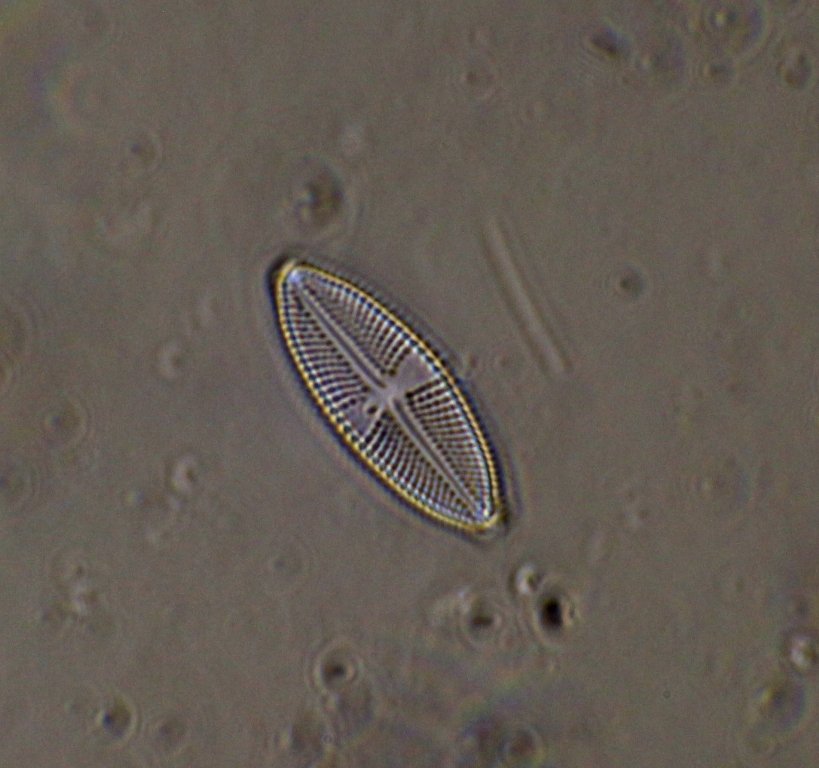 Navicula geoppertina oblique.jpg