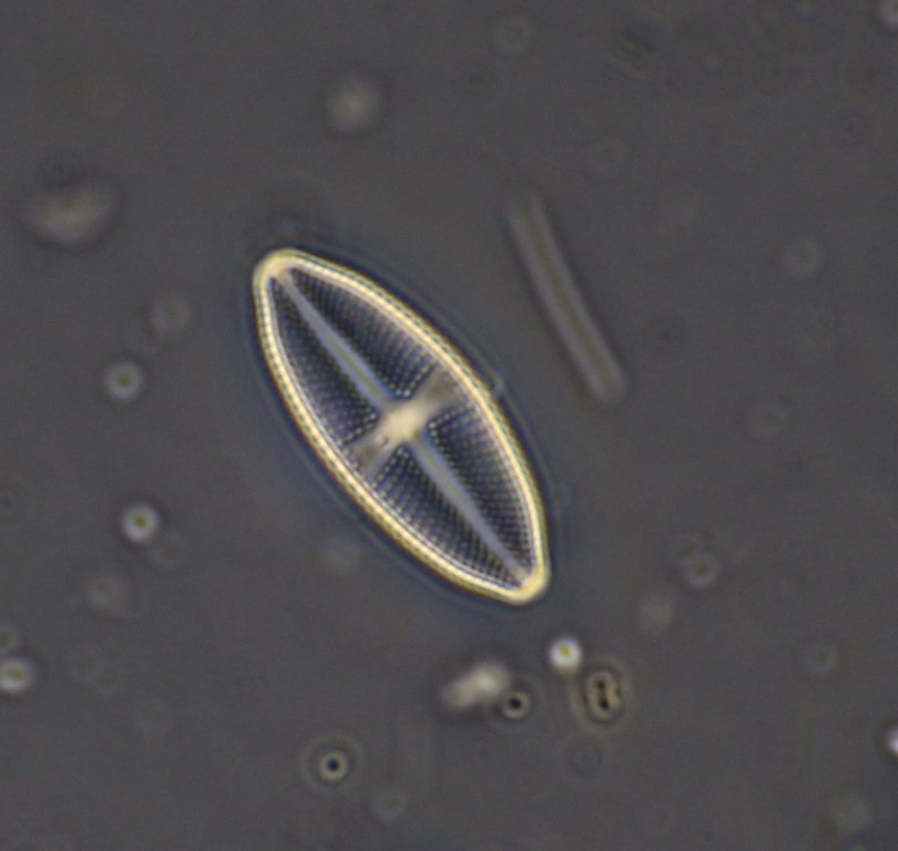Navicula geoppertina (32um) phase contrast.jpg