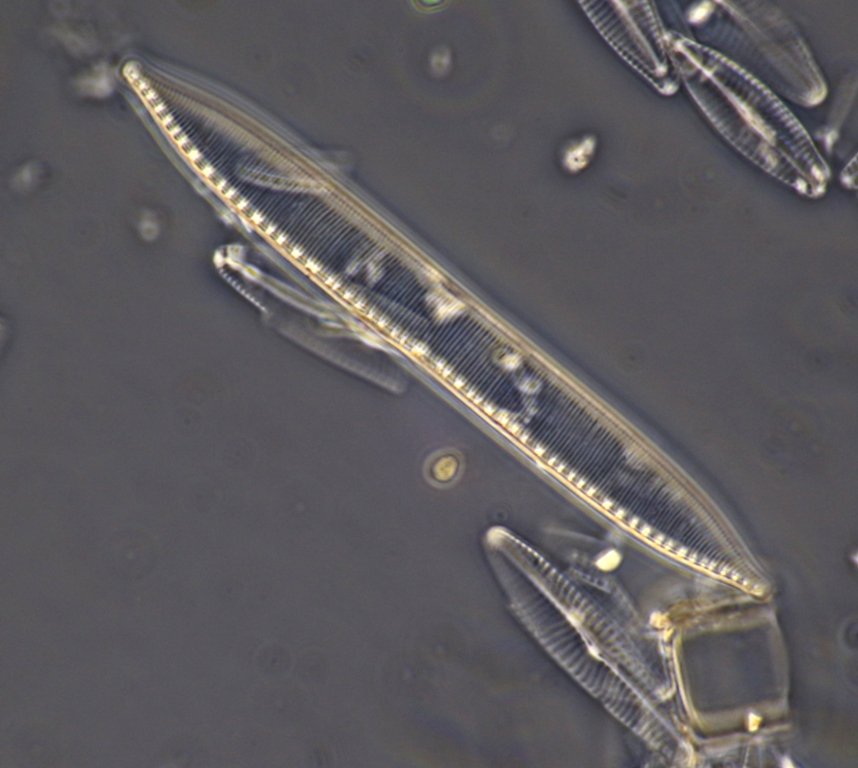 Nitzschia sp. (82um) phase contrast.JPG