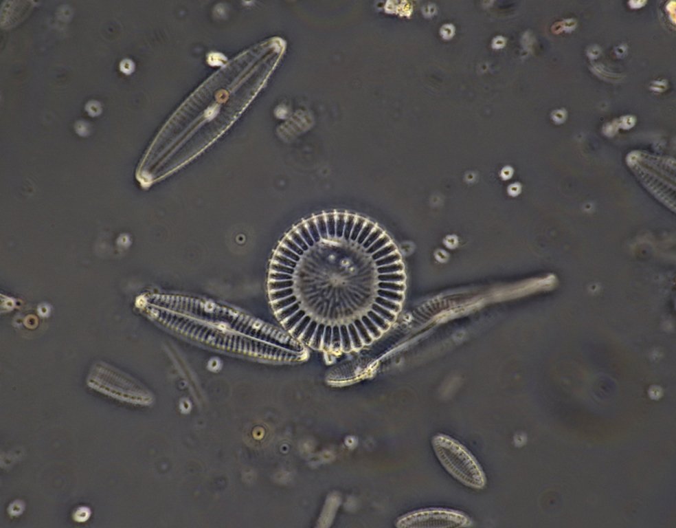 Cyclotella stack of 3 100X.jpg