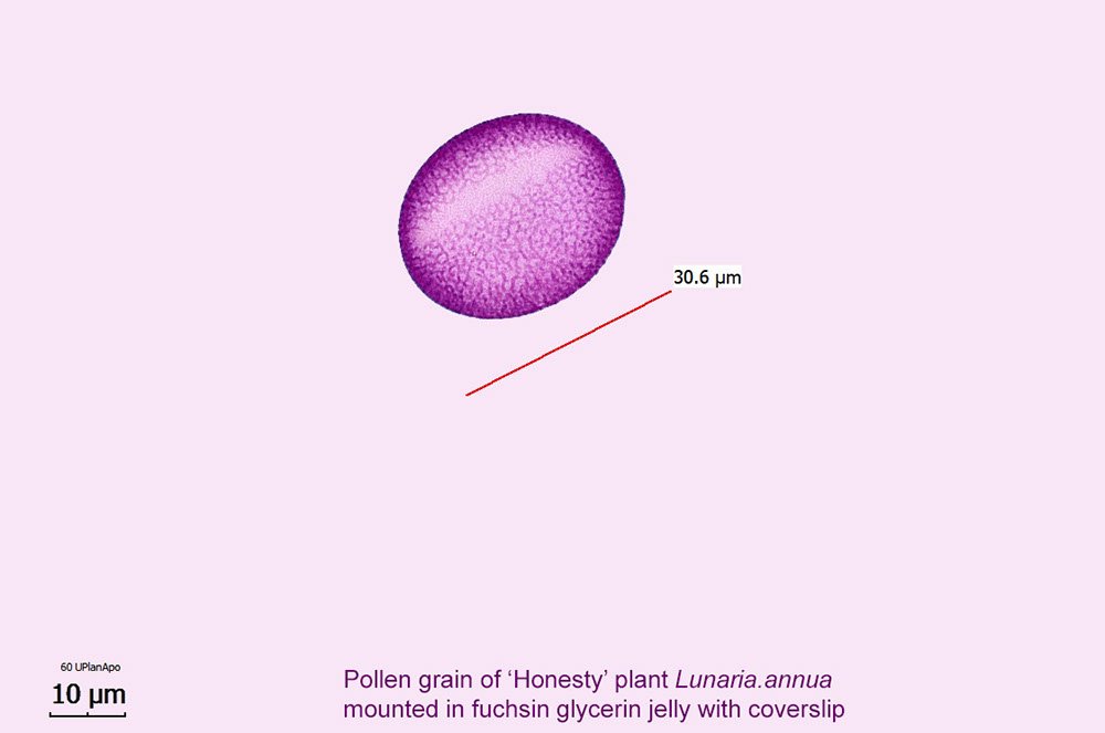 WS_lunaria annua pollen (2).jpg