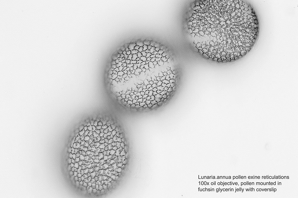 WS_lunaria annua pollen (1).jpg