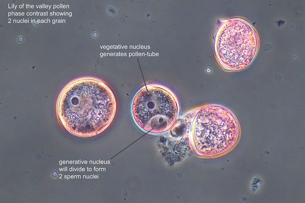 WS_lily of the valley pollen.jpg