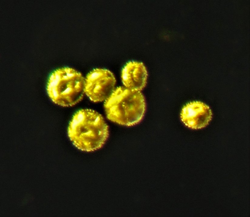 Cropped Dandelion Pollen.jpg