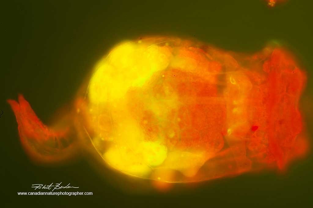 Rotifer Brachionus RAW image showing Haze