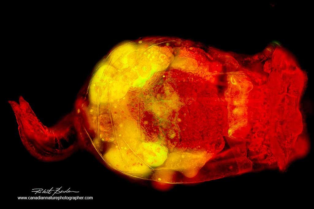 Rotifer Brachionus after Photoshop Deconvolution