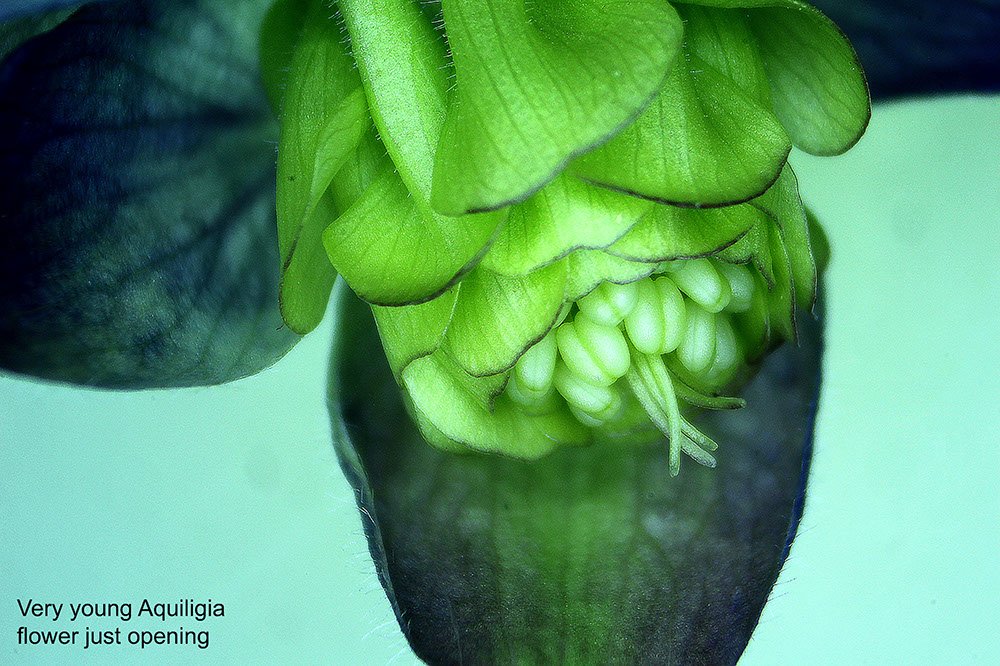 2 aquiligia flower just opening stereo scope image.jpg