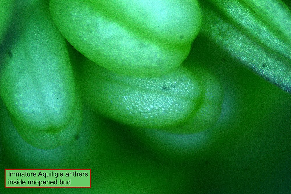 aquiligia closed anthers stereo scope image.jpg