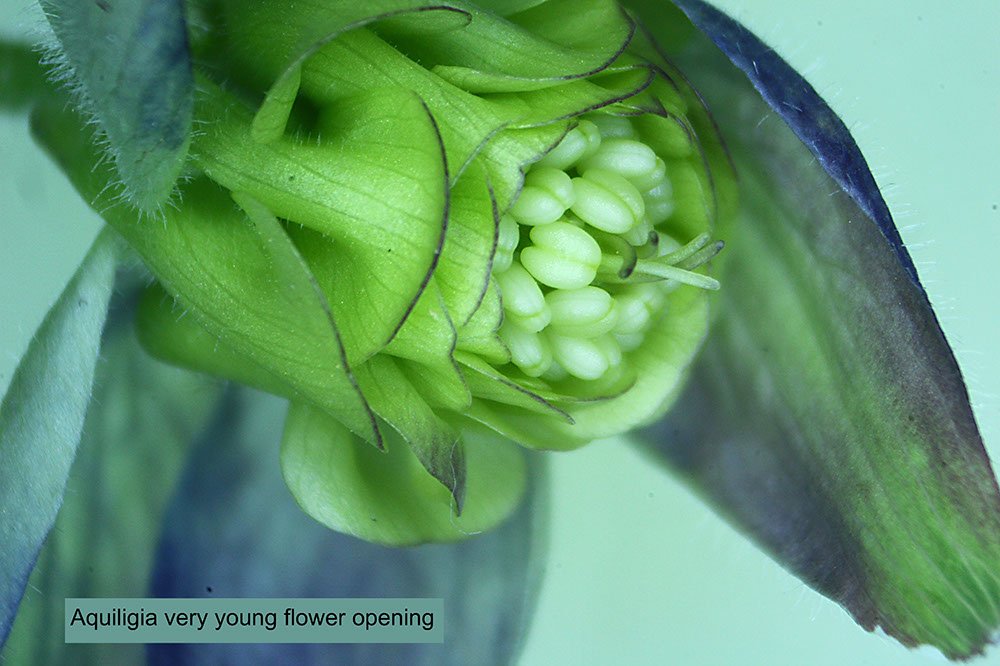 aquiligia flower just opening stereo scope image.jpg