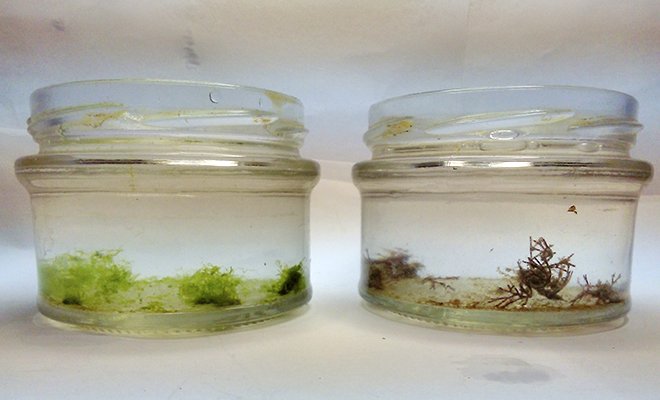 sample jars.jpg