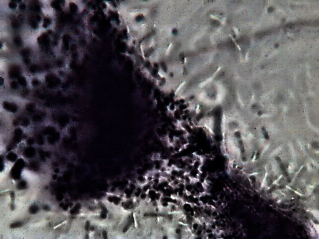 bacteriaandspores.jpg