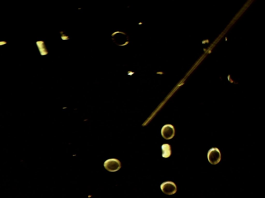 5) isolated frustules. fiber end touches the slide. 75X mag. second eyepiece covered. dark field.jpg