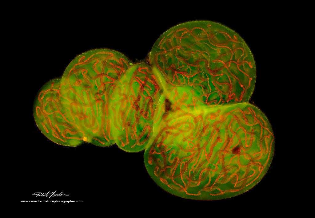 Nostoc  caeruleum cyanobacteria Fluorescence microscopy Acridine orange stain