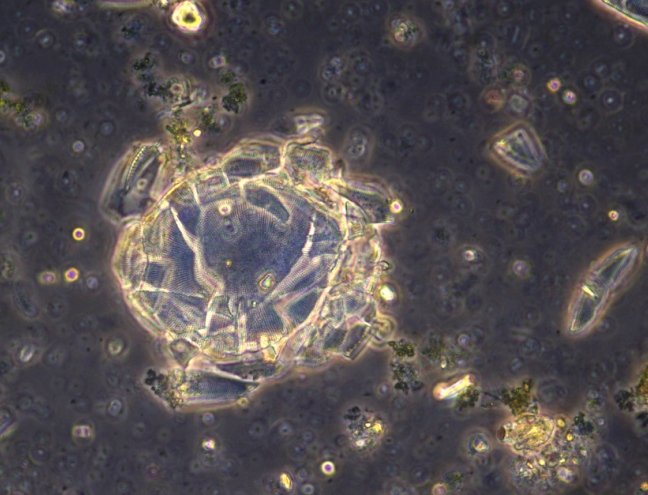 crushed diatom.jpg