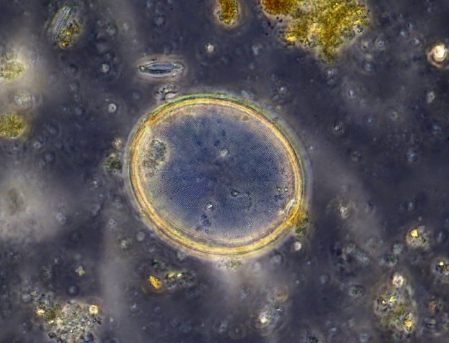 diatom (stack of 4).jpg