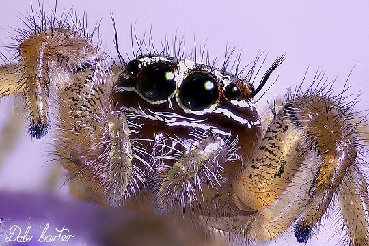 Jumping Spider