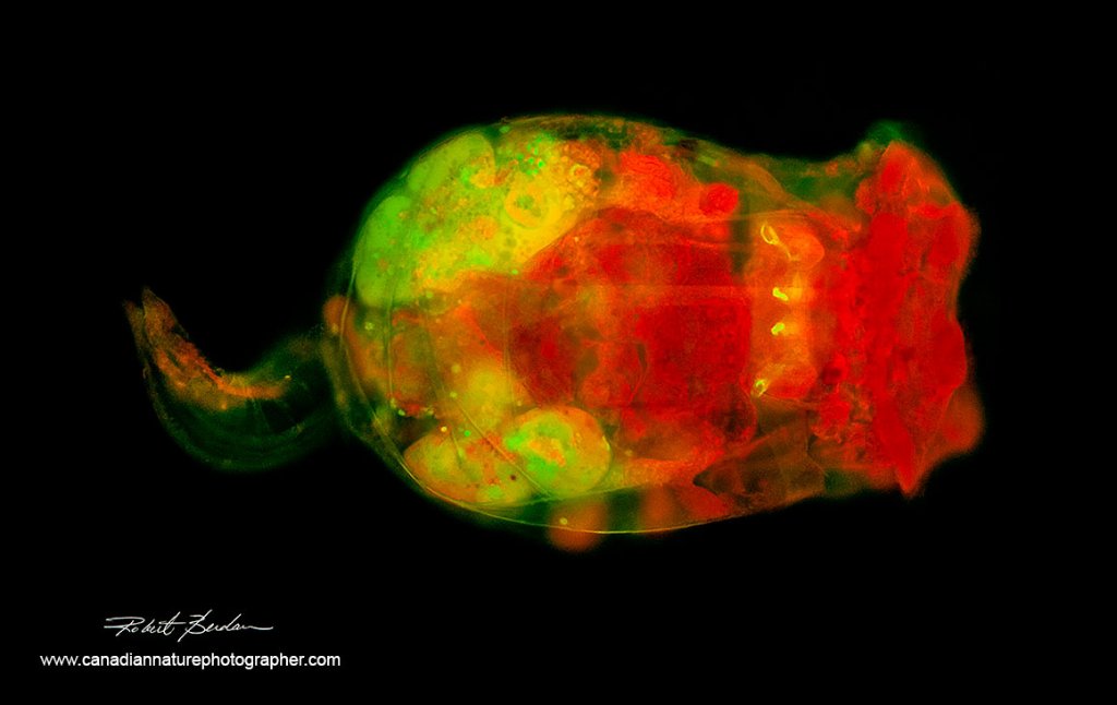 Brachionus rotifer stained with Acridine orange - Nikon D500 DSLR