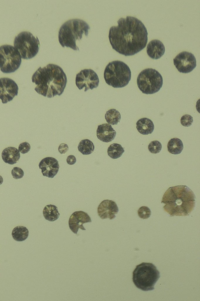 Monterey Diatoms2.jpg