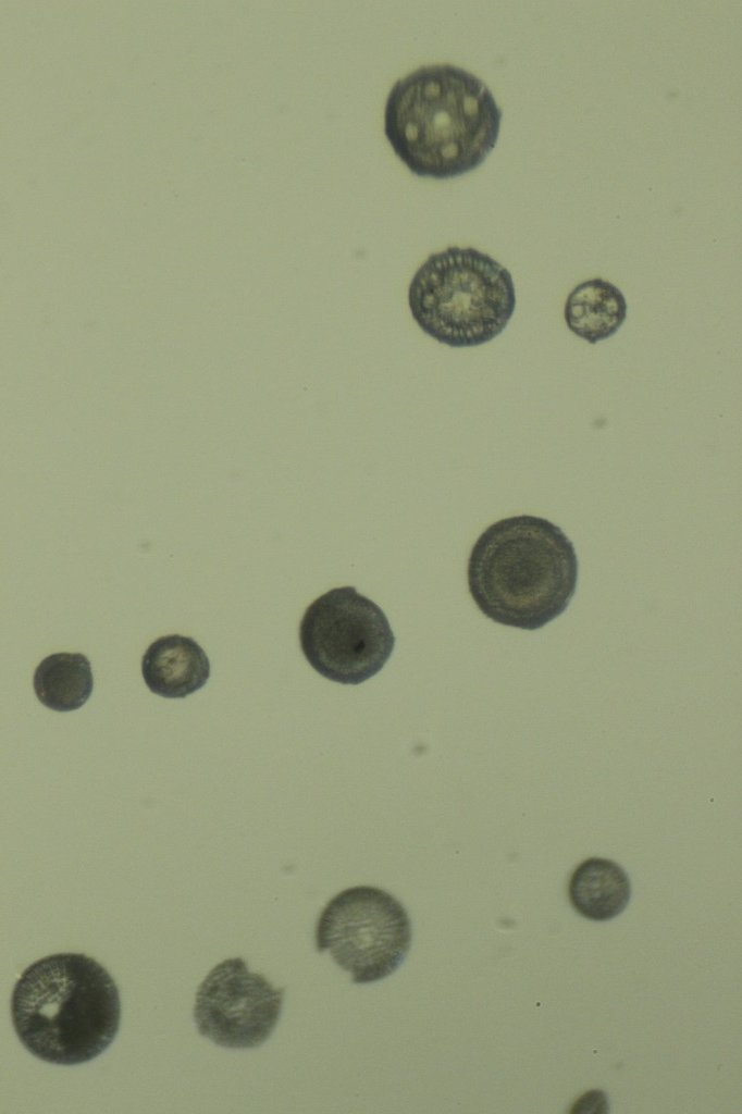 Monterey Diatoms3.jpg