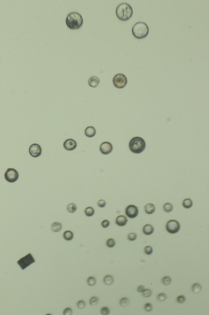 Monterey Diatoms5.jpg