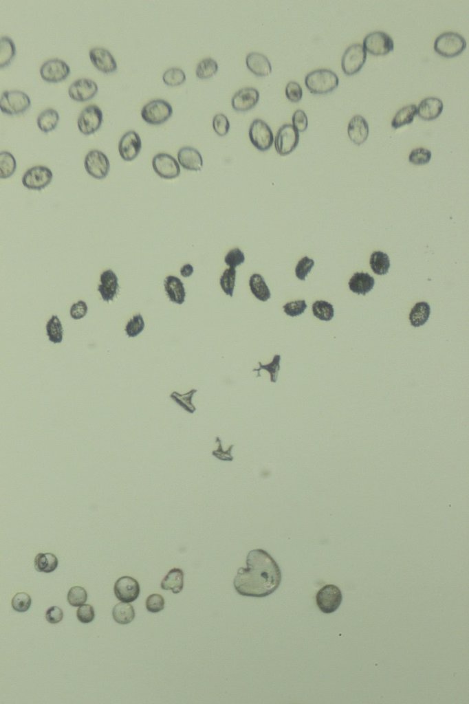 Monterey Diatoms6.jpg