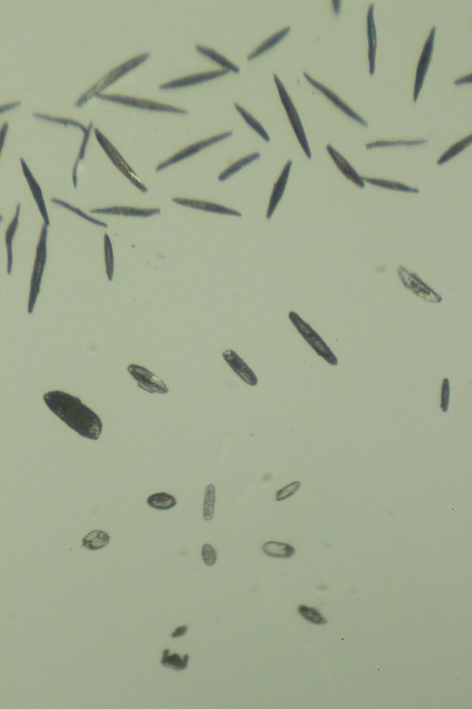 Monterey Diatoms8.jpg