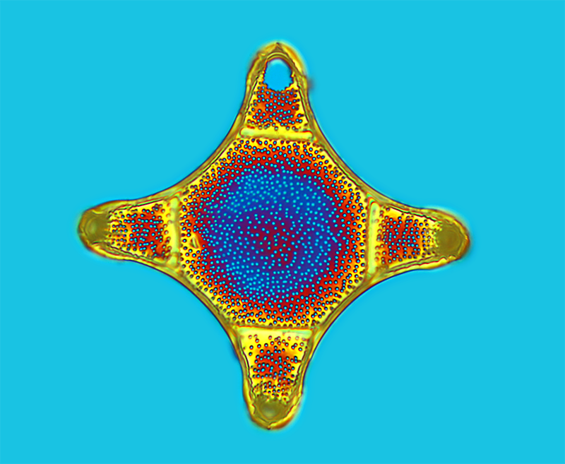 40x Pol. Int. II - Jamin-Lebedeff interference contrast