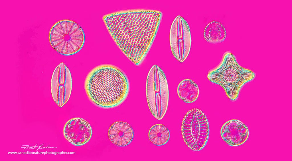 Diatoms taken with Nikon D800 and DIC microscope