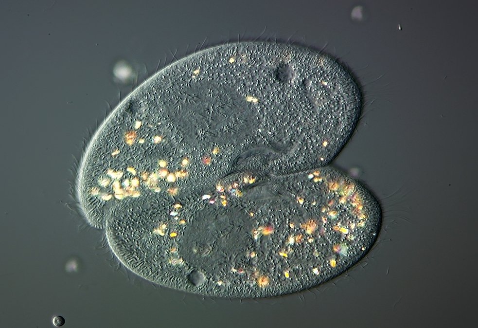 paramecium_conjugation.jpg