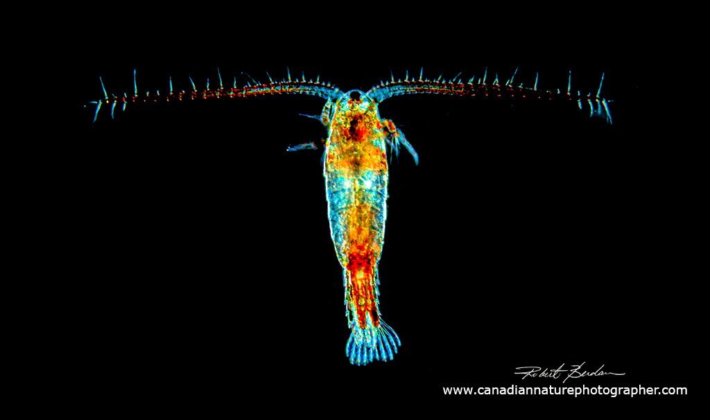 Calanoida Copepod