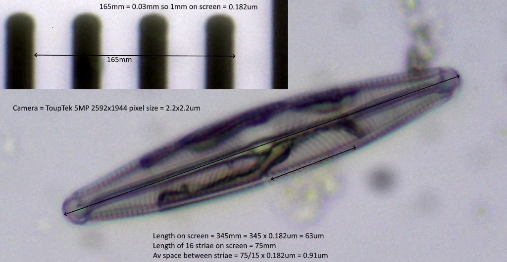 Diatom40xCrop100pcScalemeasure.jpg