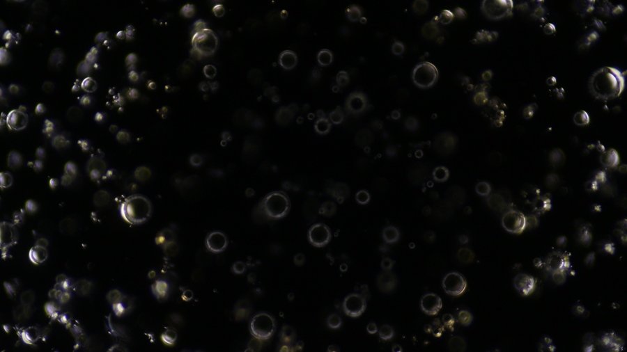 glass bubbles, condenser setting 4, field diaphragm= 10.JPG.JPG
