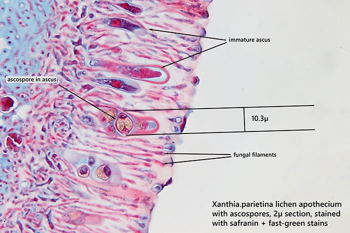 measured ascospore 2micron lichen section (12).jpeg