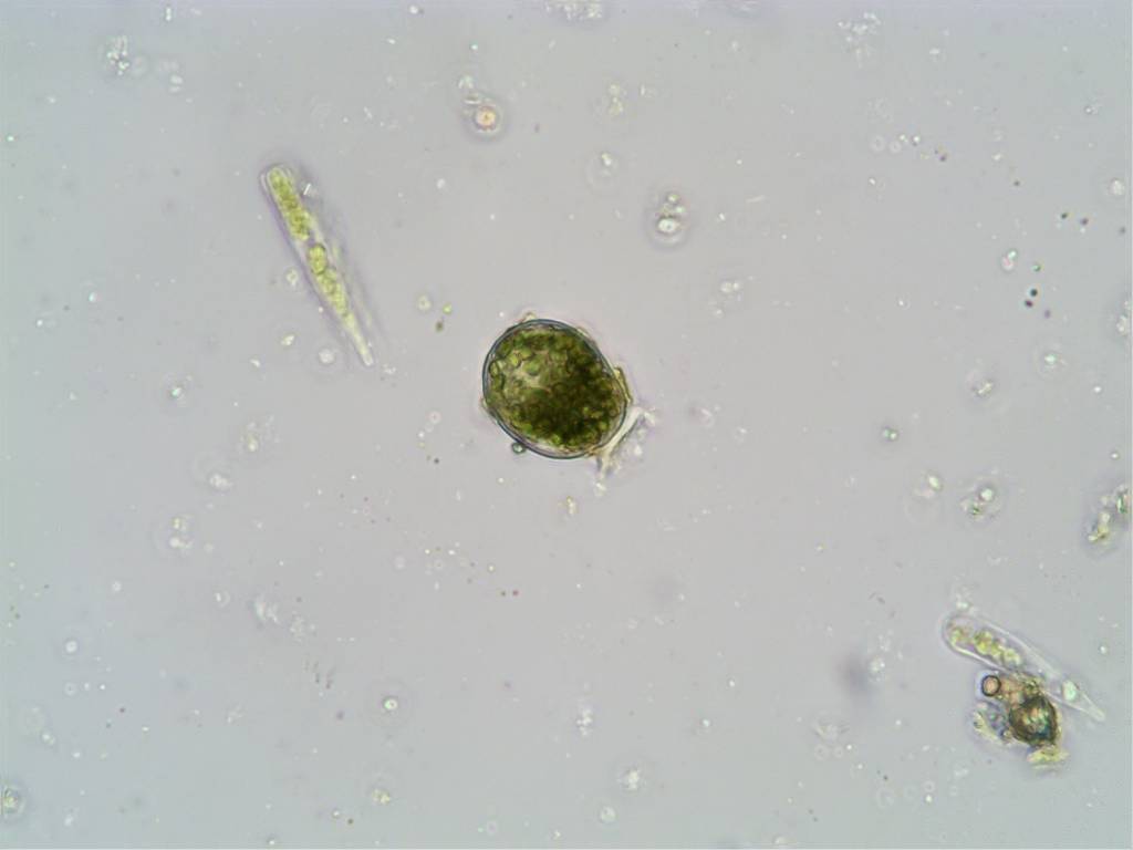 saltwater algae 4 small.jpg