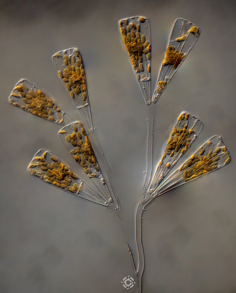 Licmophora  flabellata (65µm).jpg