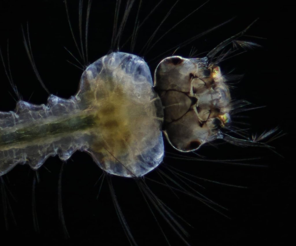 Another midge larva darkfield