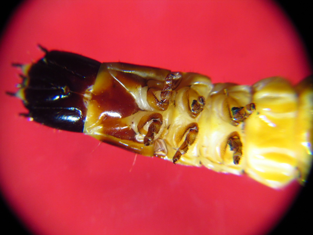 Wood Borer Larva 007.jpg