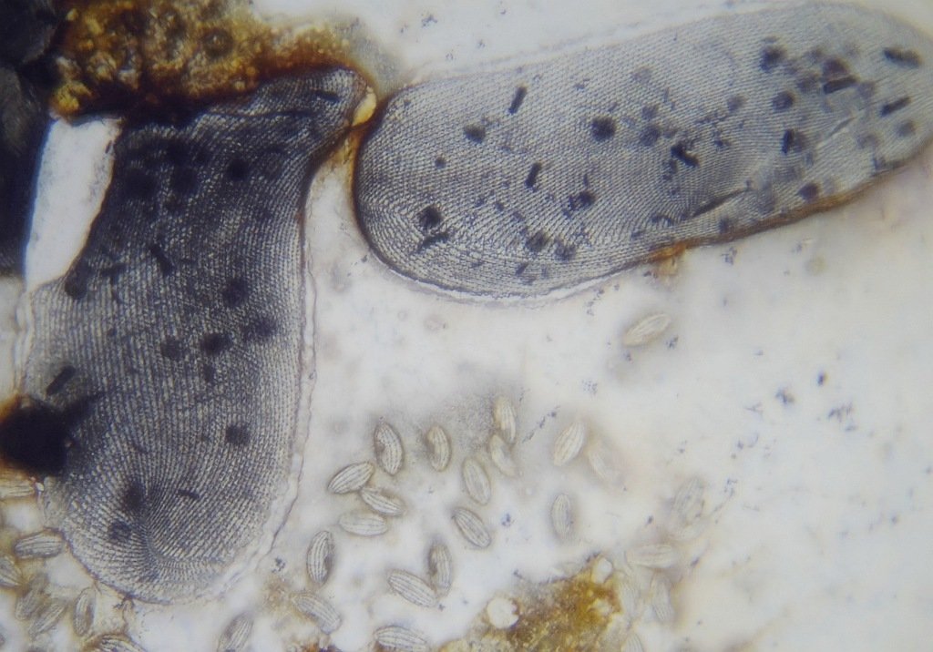 Paramecium versilbert zugeschnitten 1024.jpg