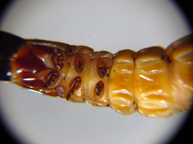 Wood Borer Larvae 002.jpg