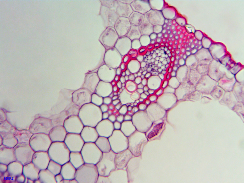 Vascular bundle midway across leaf