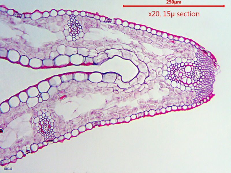 ws_x20_15micron_carex_pendu.jpg