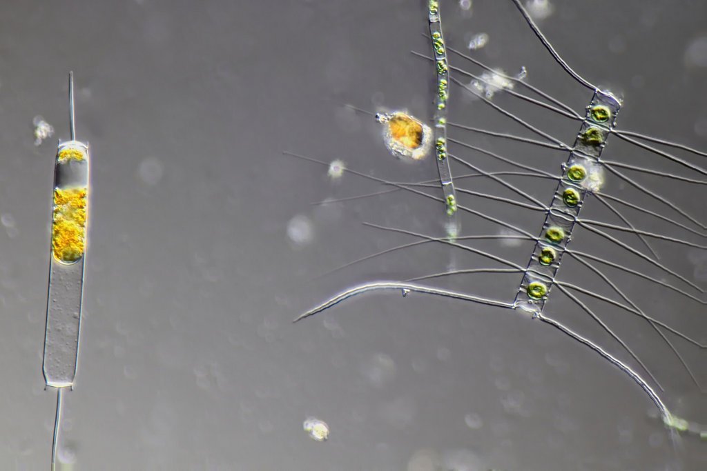 1-28-22 planktonic diatoms 20x.jpg