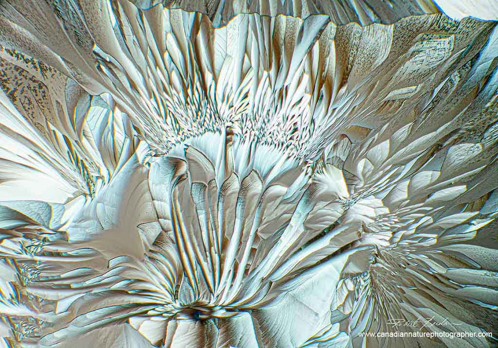 Unusual white crystals - amino acids 100X