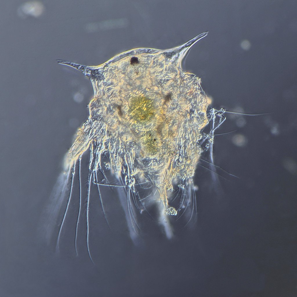 1-23-22 Barnacle Larva 20x.jpg