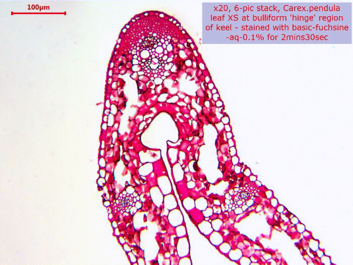 ws_700x525_x20_basic_fuchsine_stack_carex.jpg