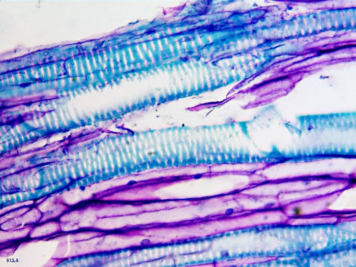 ws_700x525_x60_LS_xylem.jpg